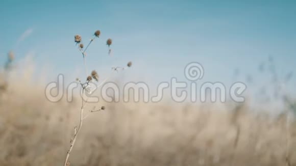 特写干草自然背景视频的预览图