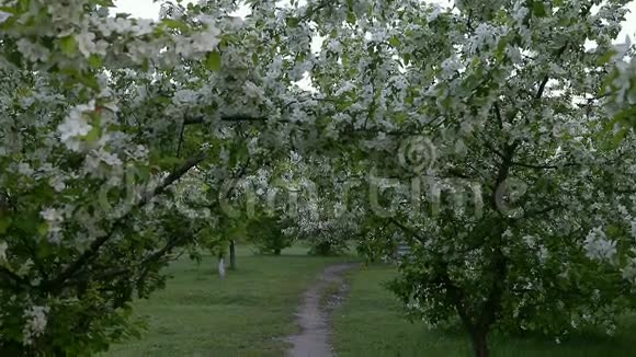青白枝开苹果树以上小路春日视频的预览图