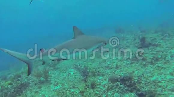 加勒比海暗礁鲨鱼视频的预览图