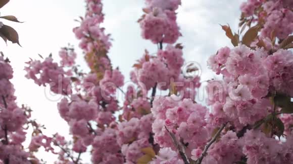 日本东方樱花樱花粉嫩嫩枝盛开的春景视频的预览图