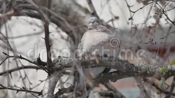 一只欧亚的鸽子在树枝上栖息视频的预览图