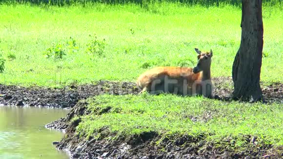 雌鹿躺在池塘边的树荫下视频的预览图