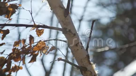 桦树的枝条在风中摇曳一片落叶视频的预览图