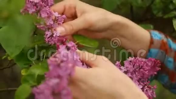 穿衬衫的女孩雨后摘紫丁香视频的预览图