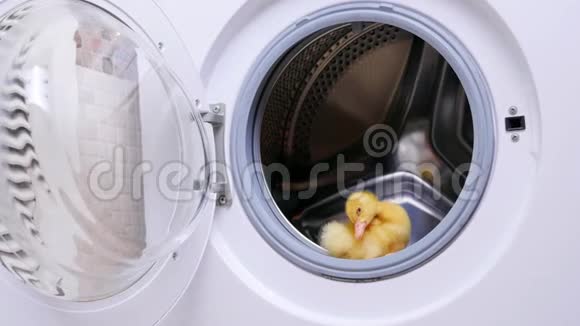 空旷的洗衣机里一只黄色的小可爱小鸭子坐着他想跳出来视频的预览图