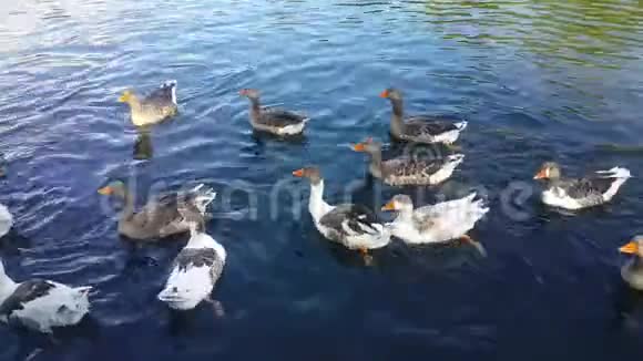 一群鸭子在湖里游泳吃着游客扔的玉米浸入水中吃着拍摄到的苔藓视频的预览图