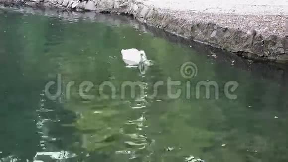 白天鹅在湖里潜水视频的预览图