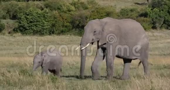 非洲象非洲象母象和小牛肯尼亚马赛马拉公园实时视频的预览图