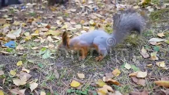 美丽的松鼠在公园里奔跑视频的预览图