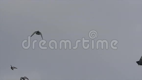 鸟在多云的天空中盘旋一群鸟飞向天空视频的预览图