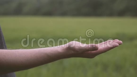 农夫穿着格子衬衫一手一手地倒着白米饭握紧他的拳头农民倒灌熟麦金粒视频的预览图