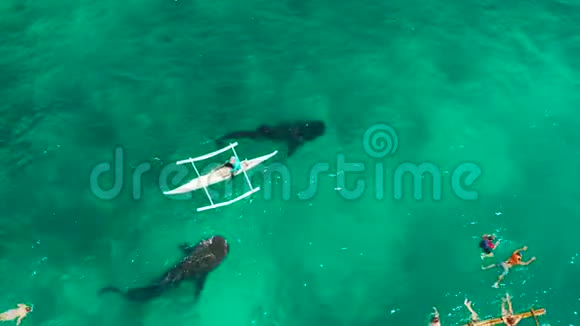 在菲律宾宿务岛观看奥斯陆鲸鲨视频的预览图