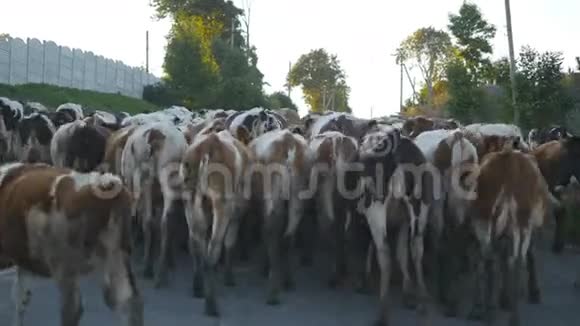 奶牛在村里的街道上行走一群牛背面视图视频的预览图