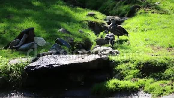 几只灰鸭子在草地上边走边稳定下来视频的预览图