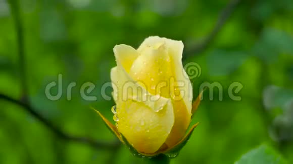 黄色玫瑰特写镜头移动可以让你看到玫瑰在四面八方视频的预览图