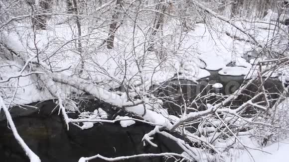 美丽的河流在冬天的森林里春天从融化的雪中流淌树木覆盖着雪美丽的冬天公园视频的预览图