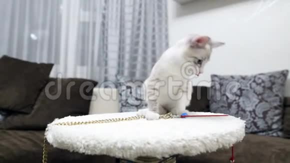 一只小猫在玩爪柱视频的预览图