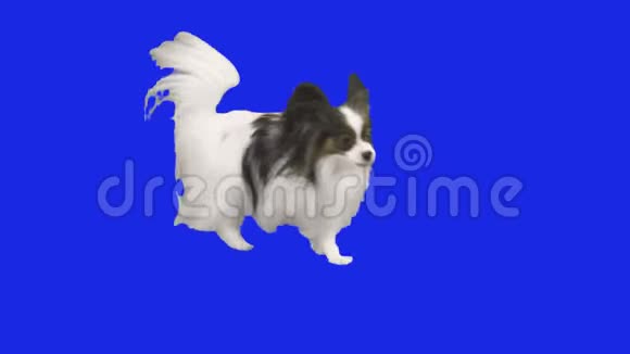 帕皮龙狗在蓝色的hromakey股票录像上跌倒视频的预览图