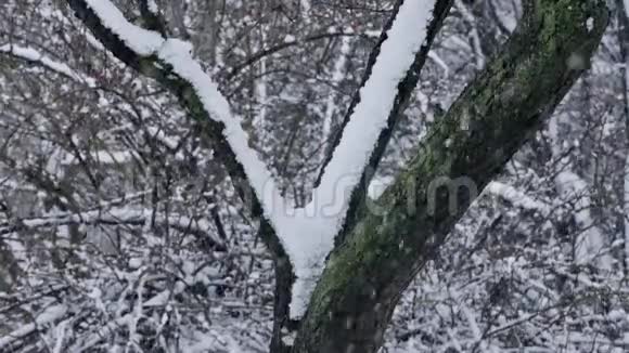 下雪视频的预览图