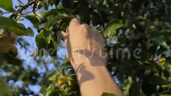 一个年轻人从花园里的一棵树上流泪视频的预览图