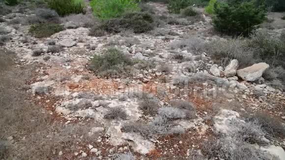 塞浦路斯岛石质地面上的草视频的预览图