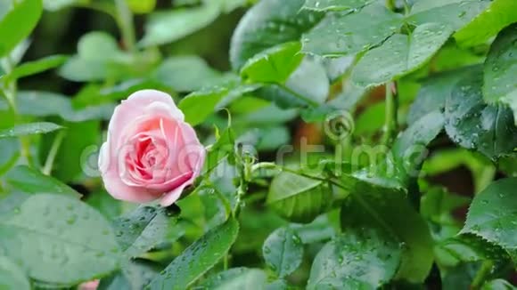 小粉红色的玫瑰在绿叶间摄像机从中间移动到特写和改变焦距视频的预览图