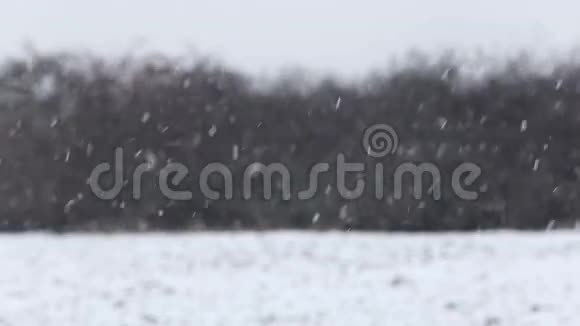 冬天下雪视频的预览图