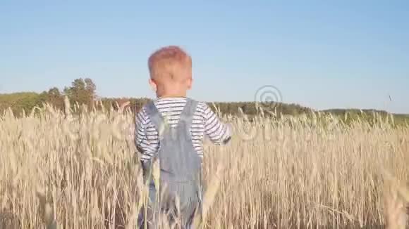 小农场主快乐的小男孩在阳光明媚的日子里带着成熟的黑麦去野外概念视频的预览图