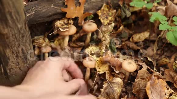 一个人在森林里采蘑菇视频的预览图