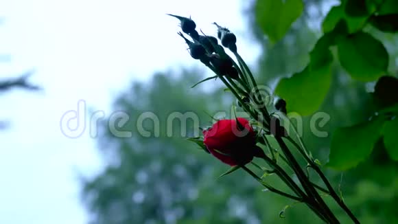 背景大雨中的一朵小玫瑰视频的预览图