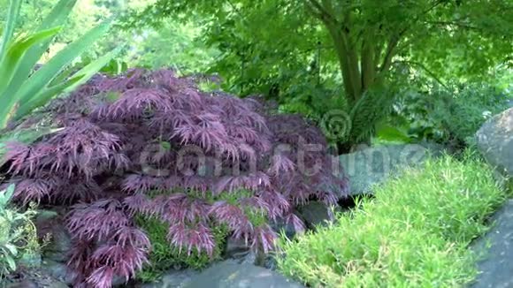 紫色叶子的灌木镜头移动使人们可以看到花的四面储存视频的预览图