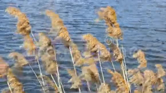 吹在芦苇里的风黄河上的黄草随风吹在池塘上带着蓝色的水关门视频的预览图