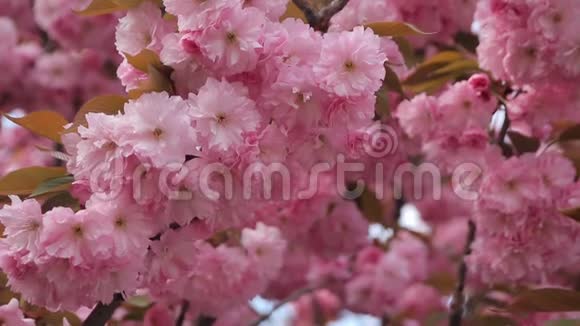 日本东方樱花樱花粉嫩嫩枝盛开的春景视频的预览图