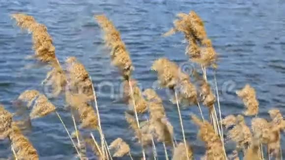 吹在芦苇里的风黄河上的黄草随风吹在池塘上带着蓝色的水关门视频的预览图
