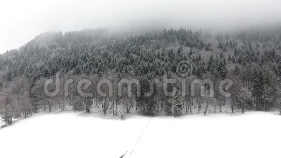 冰雪冻林视频的预览图