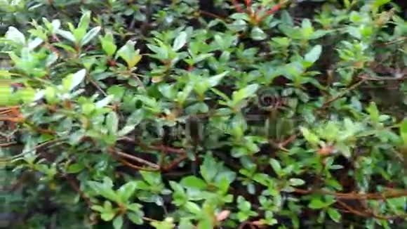 绿色灌木摄像机沿着灌木丛移动照相机的移动使人们可以看到花的四面视频的预览图