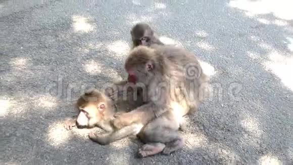 日本Oita的野生日本猴子吃麦饵的猴子视频的预览图