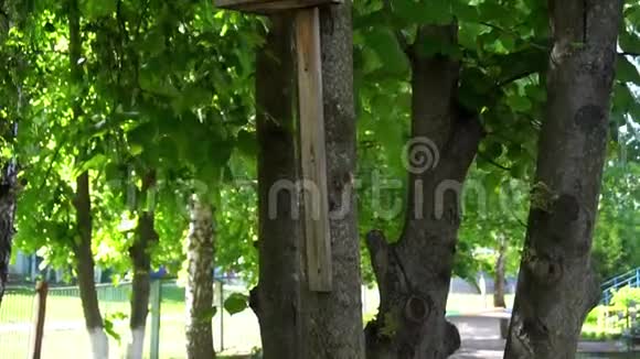 小鸟屋挂在一棵树上在绿叶的背景上视频的预览图