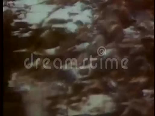 岩石滑入森林视频的预览图