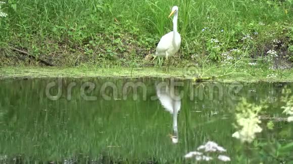 大鸟白鹭白鹭阿尔巴在湖边打猎视频的预览图