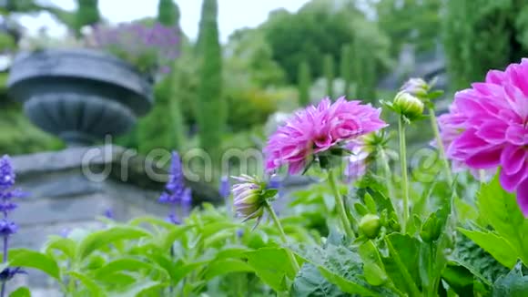 花园里的菊花相机的移动可以让你看到远距离的计划和花后视频的预览图