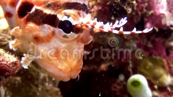 马尔代夫海底背景下红色的蝎子鱼狮子鱼视频的预览图