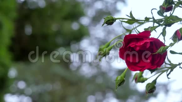 红玫瑰中间一大片尚未绽放的花蕾视频的预览图