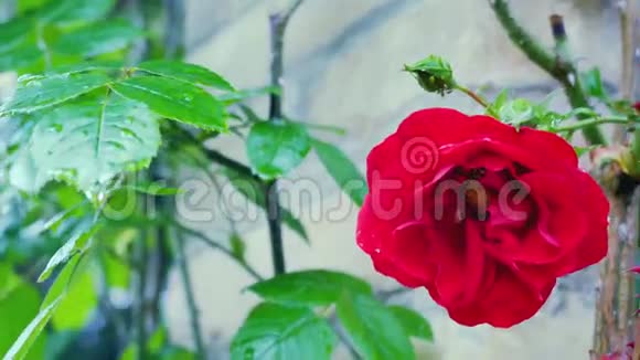 红玫瑰在砖墙的背景上特写视频的预览图