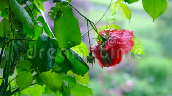 红玫瑰在雨中滴相机的运动改变焦距视频的预览图