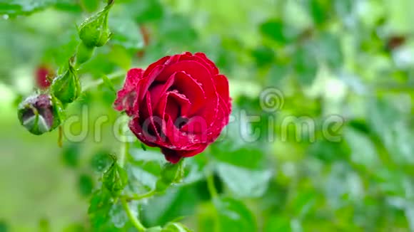 红玫瑰在滴露镜头的移动使人们可以看到四面八方的花朵视频的预览图