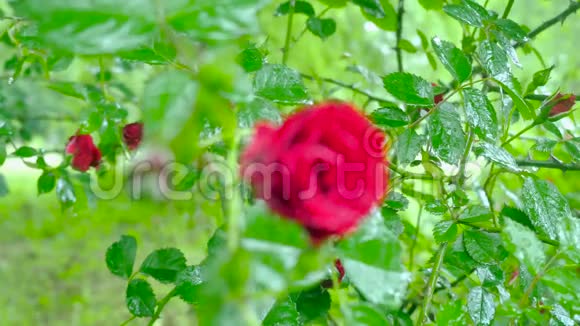 红玫瑰在滴露改变焦距视频的预览图