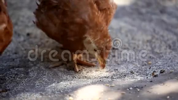 喂小谷物的鸡视频的预览图