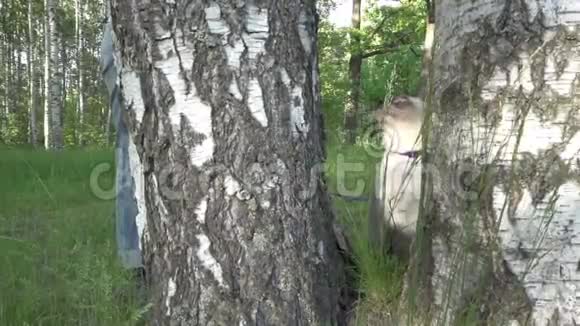 短毛幼猫海豹的颜色蓝眼睛在桦树上视频的预览图