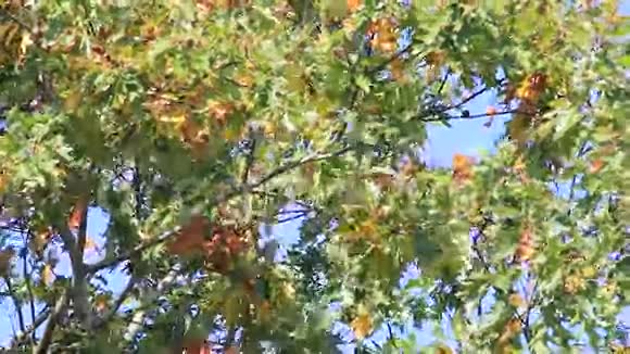 秋天的树叶在风中移动视频的预览图